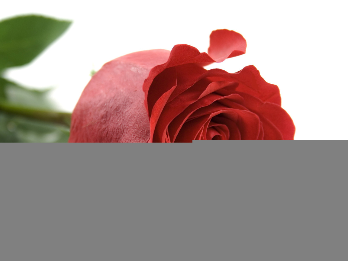 Красная роза на белом фоне