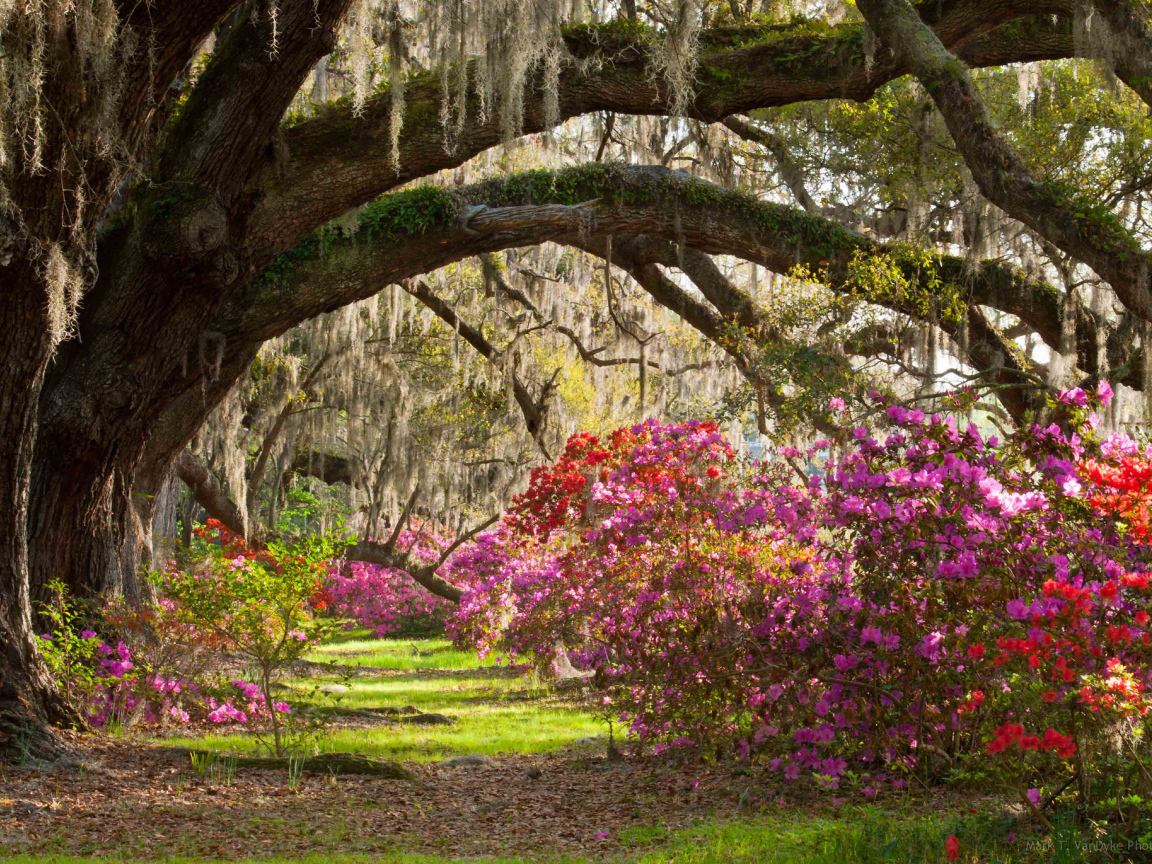 Плантация магнолий в парке