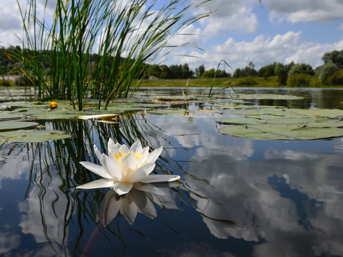 Цветок на воде