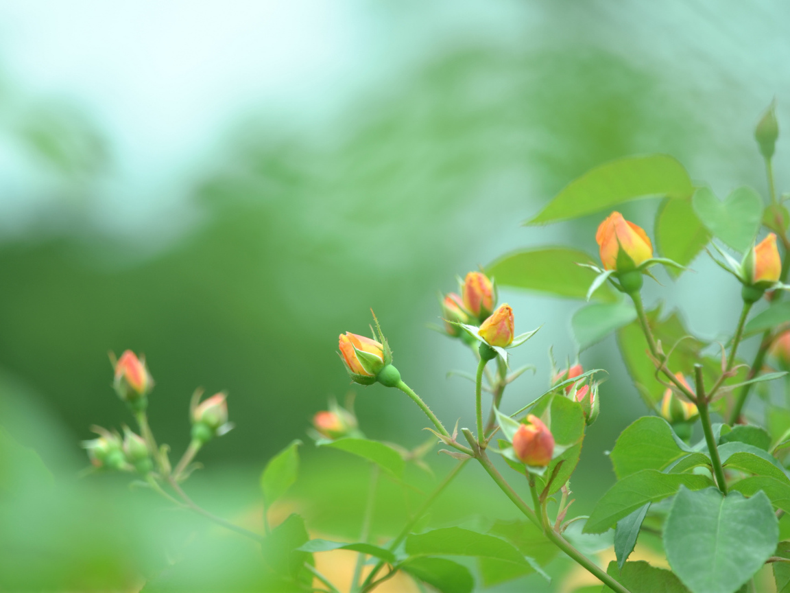 Нераскрытые бутоны роз