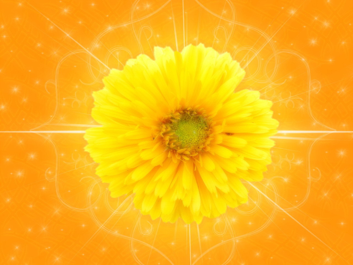 Желтый цветок на оранжевом фоне