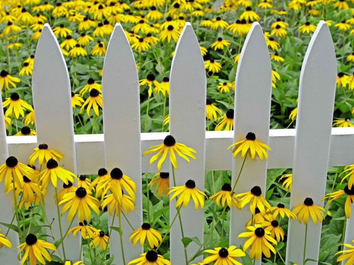 Желтые цветы у белого забора