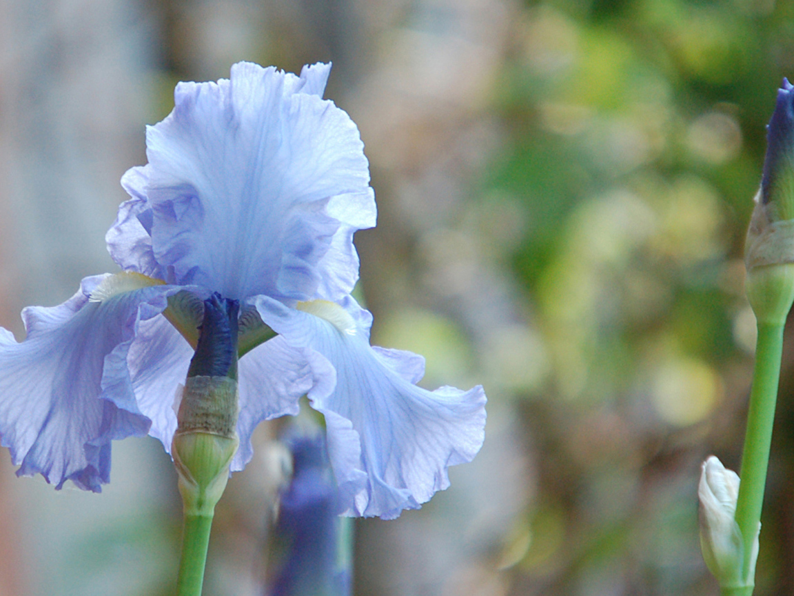 Голубой ирис