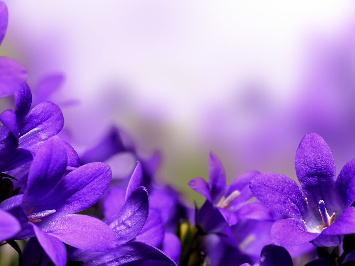 Цветы колокольчики