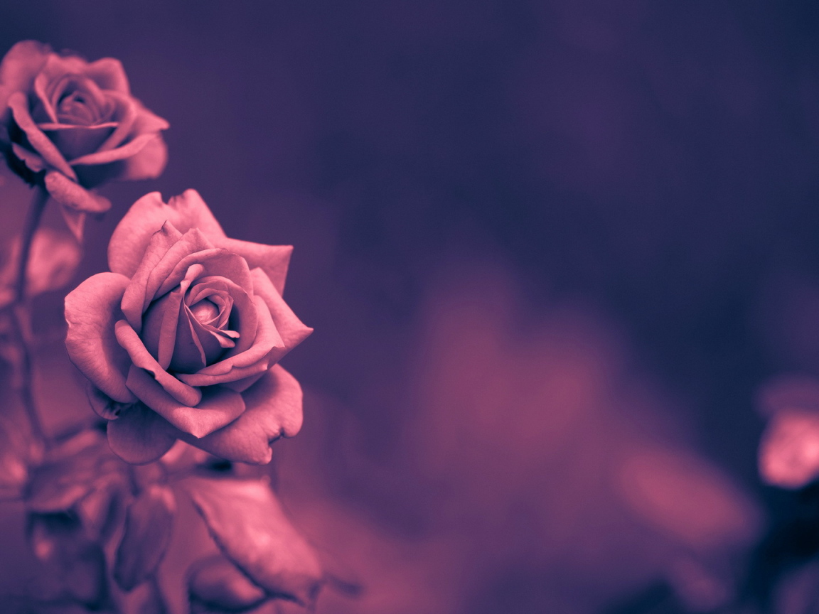 Кремовая роза