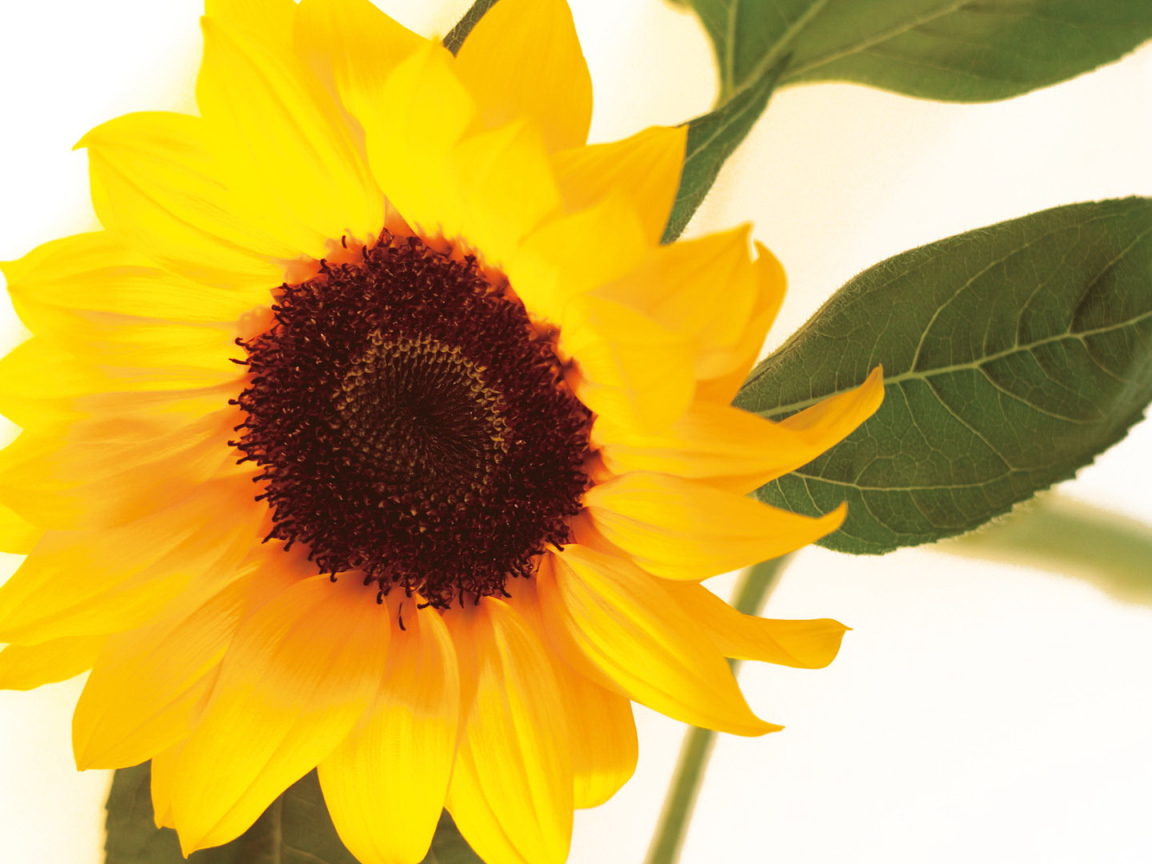 Цветок подсолнуха