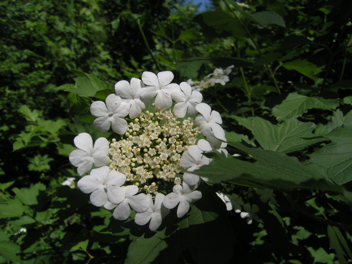 Растение резуха