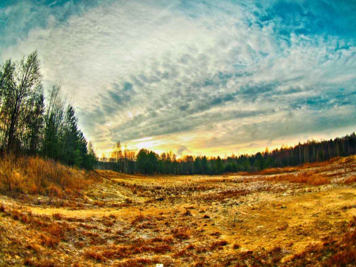 Просека в лесу