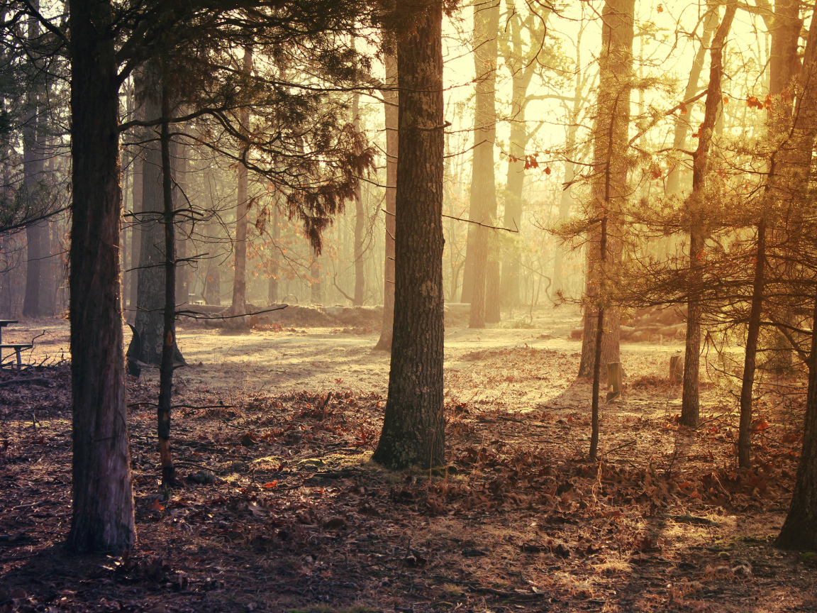 Красивый лес ранним утром