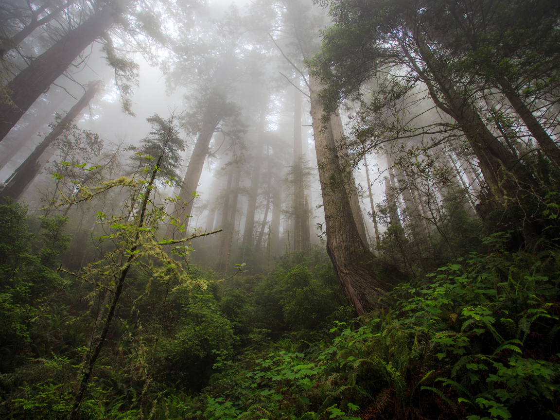 Красивый лес в тумане
