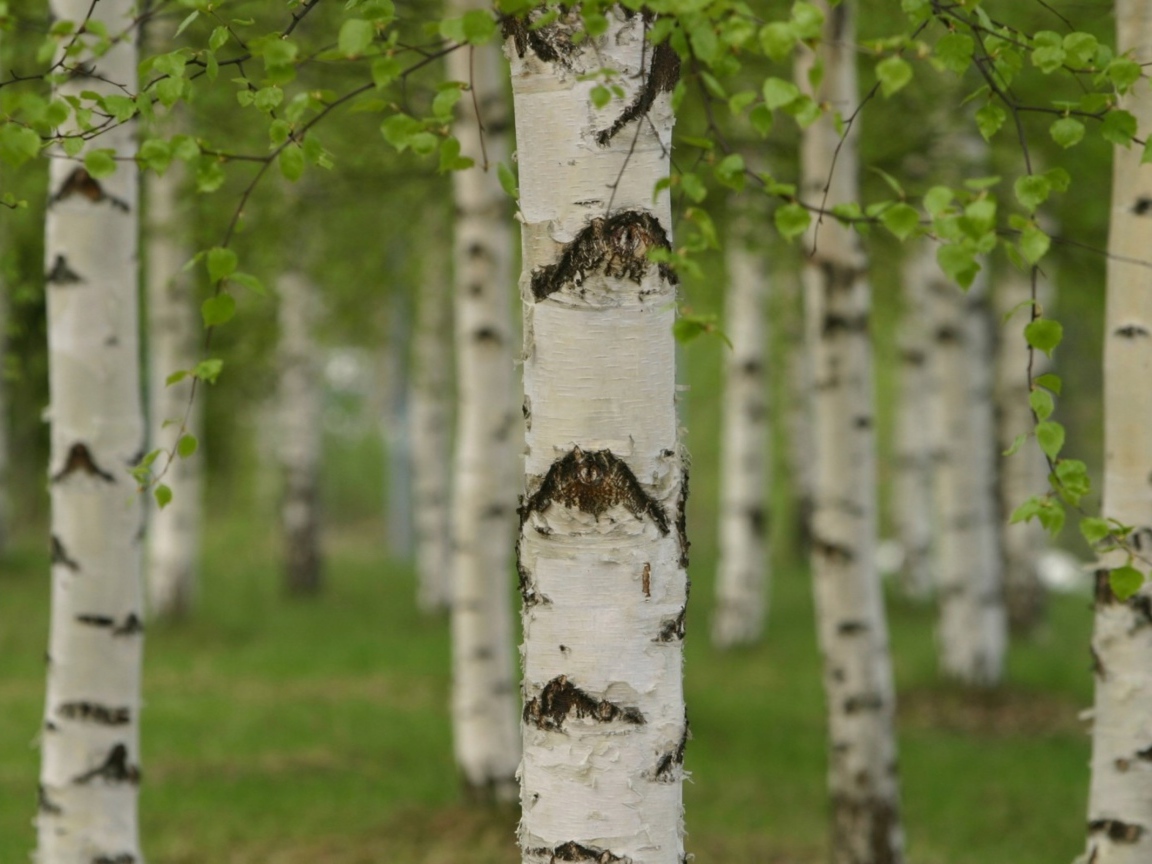 Березовая роща