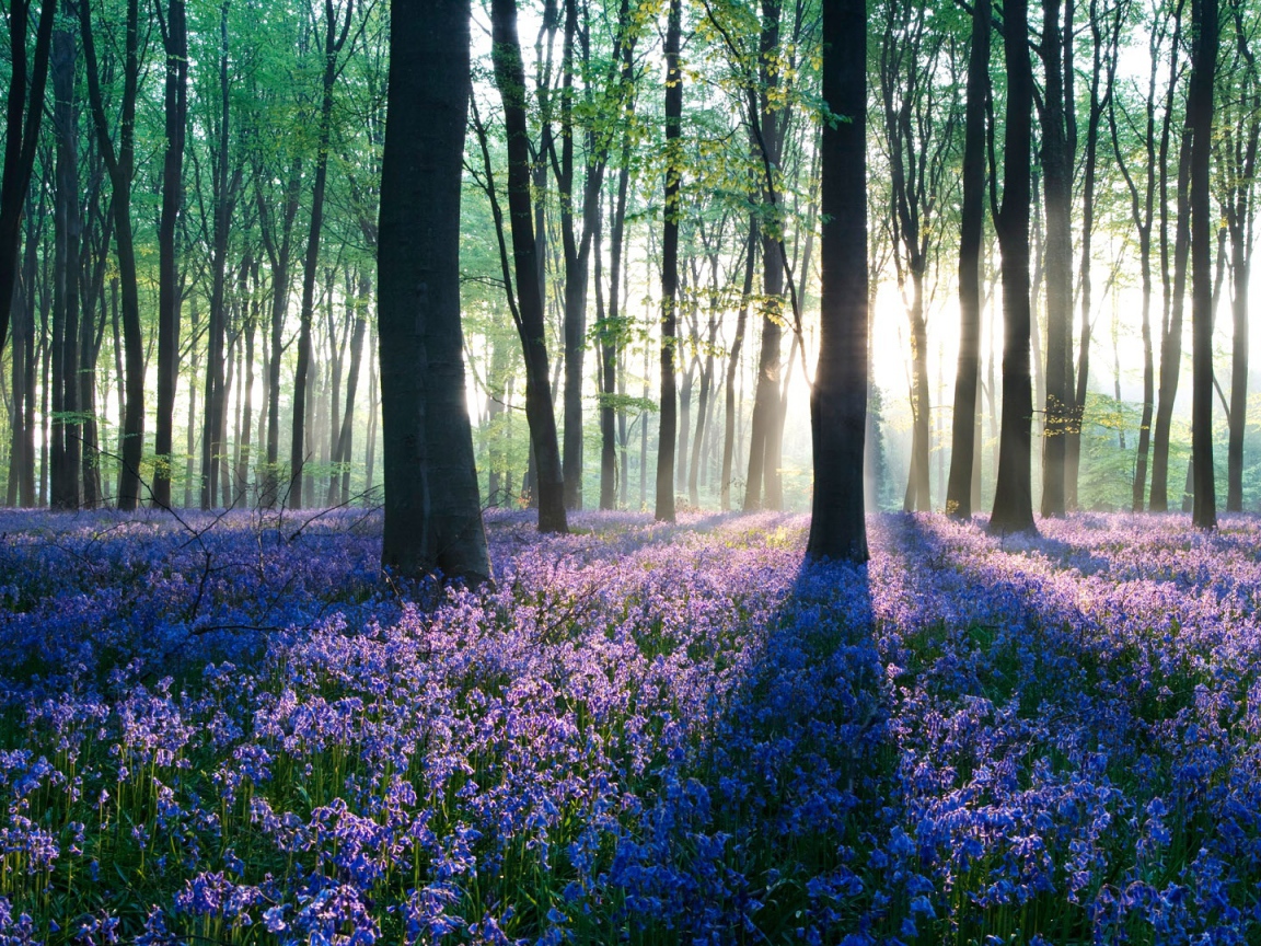 Рассвет в лесу