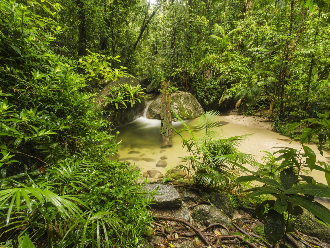 Густой тропический лес