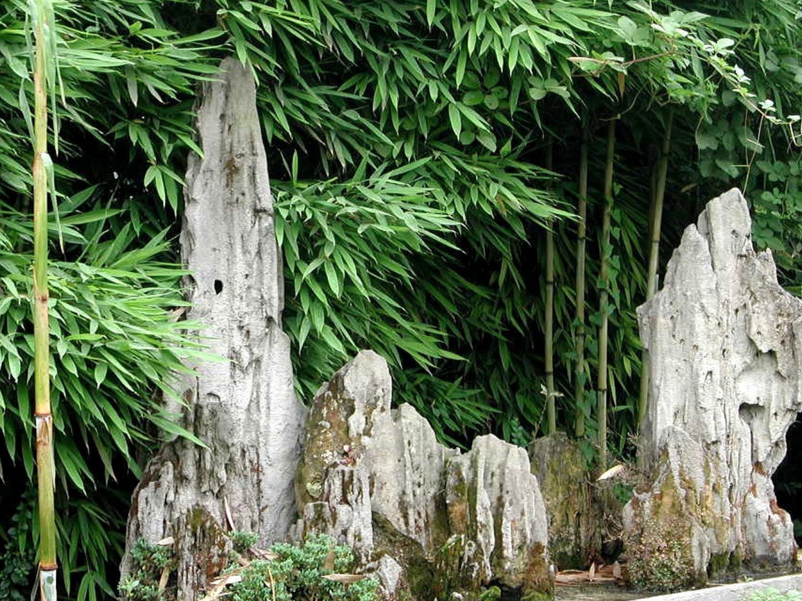 Японский бамбуковый лес