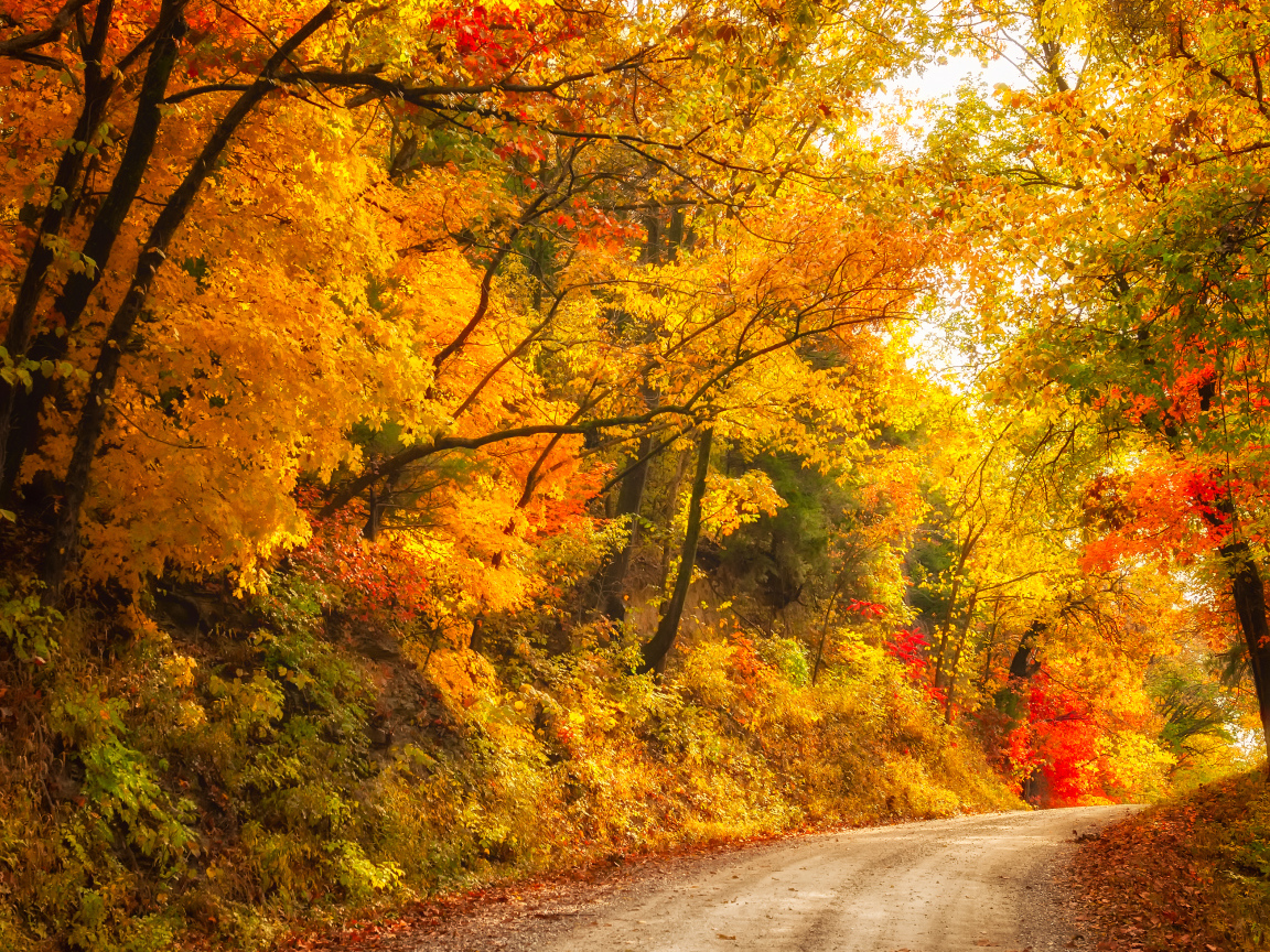 Глубокая осень в лесу