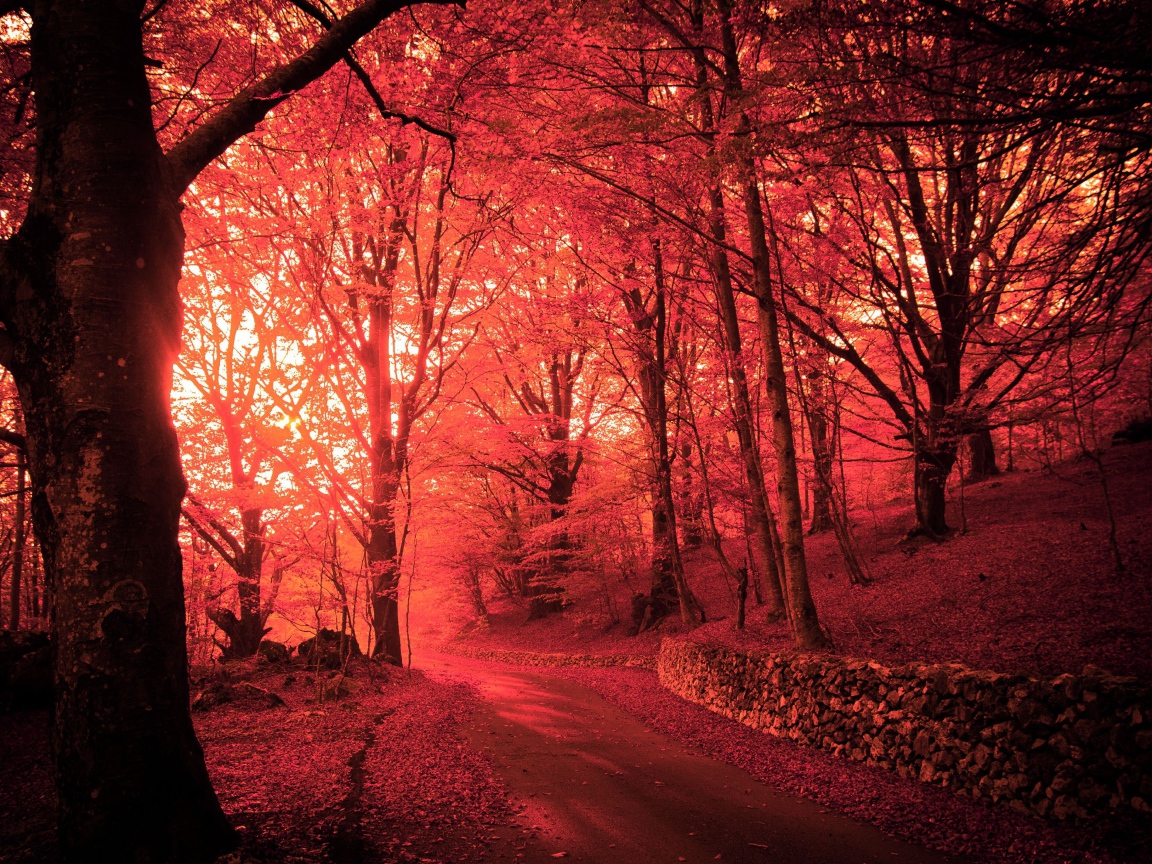 Розовый осенний лес