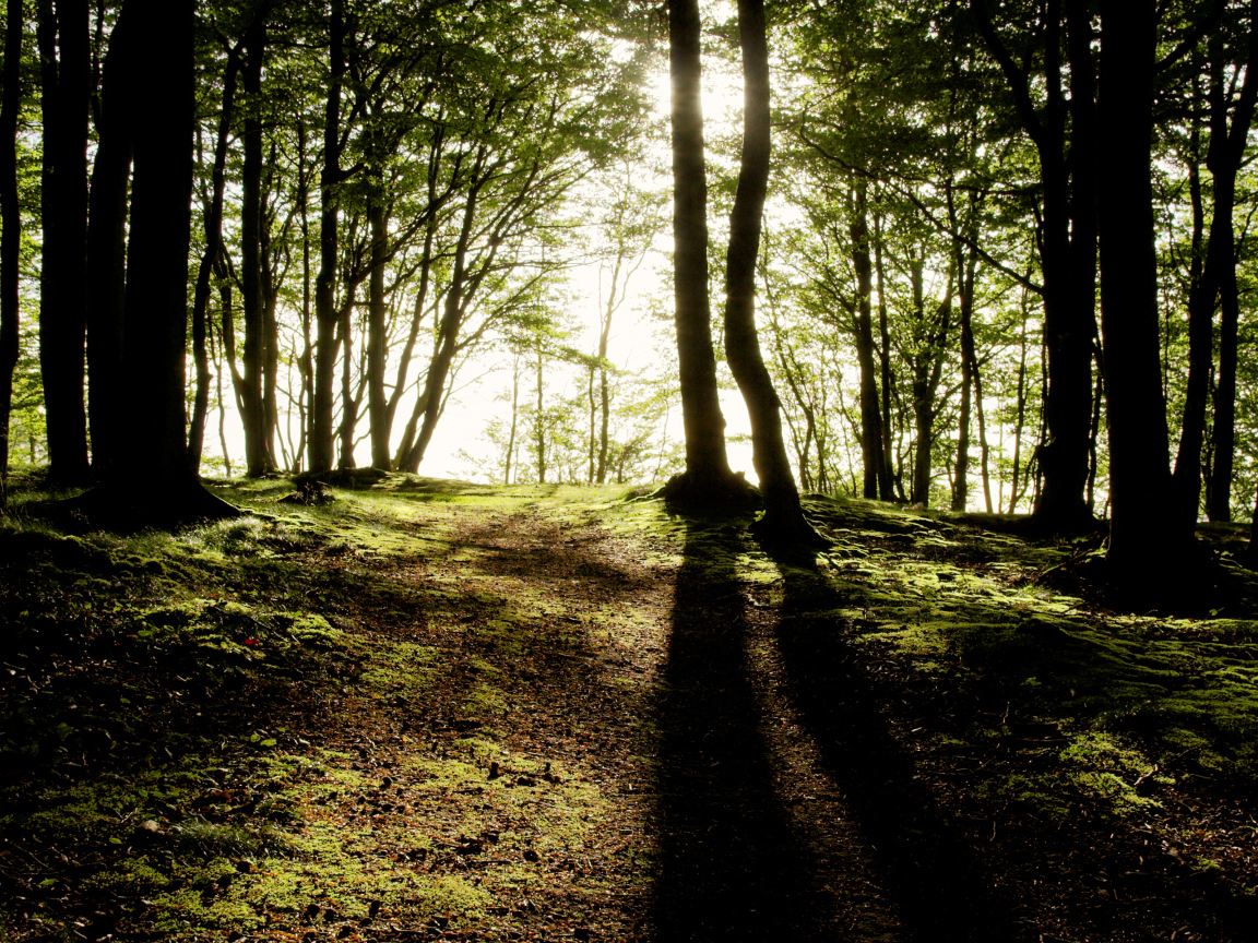 Солнечные лучи пробиваются сквозь деревья