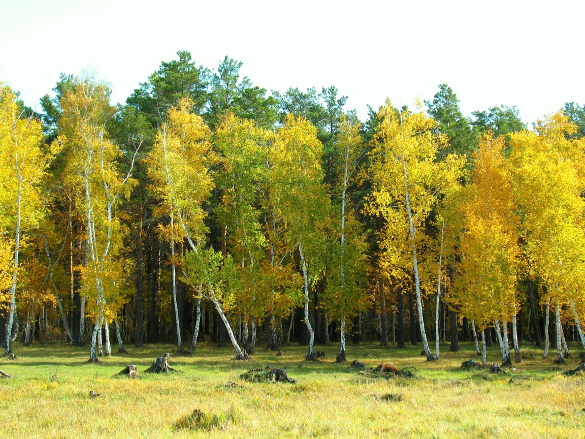 Березовый лес