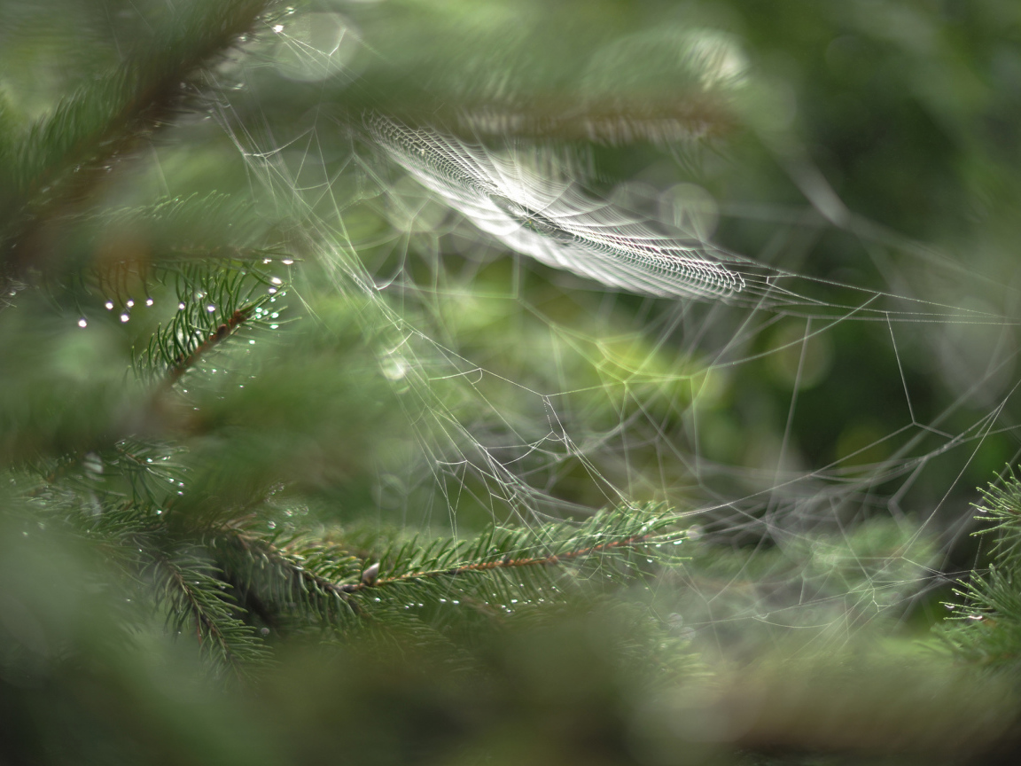 Паутина в лесу