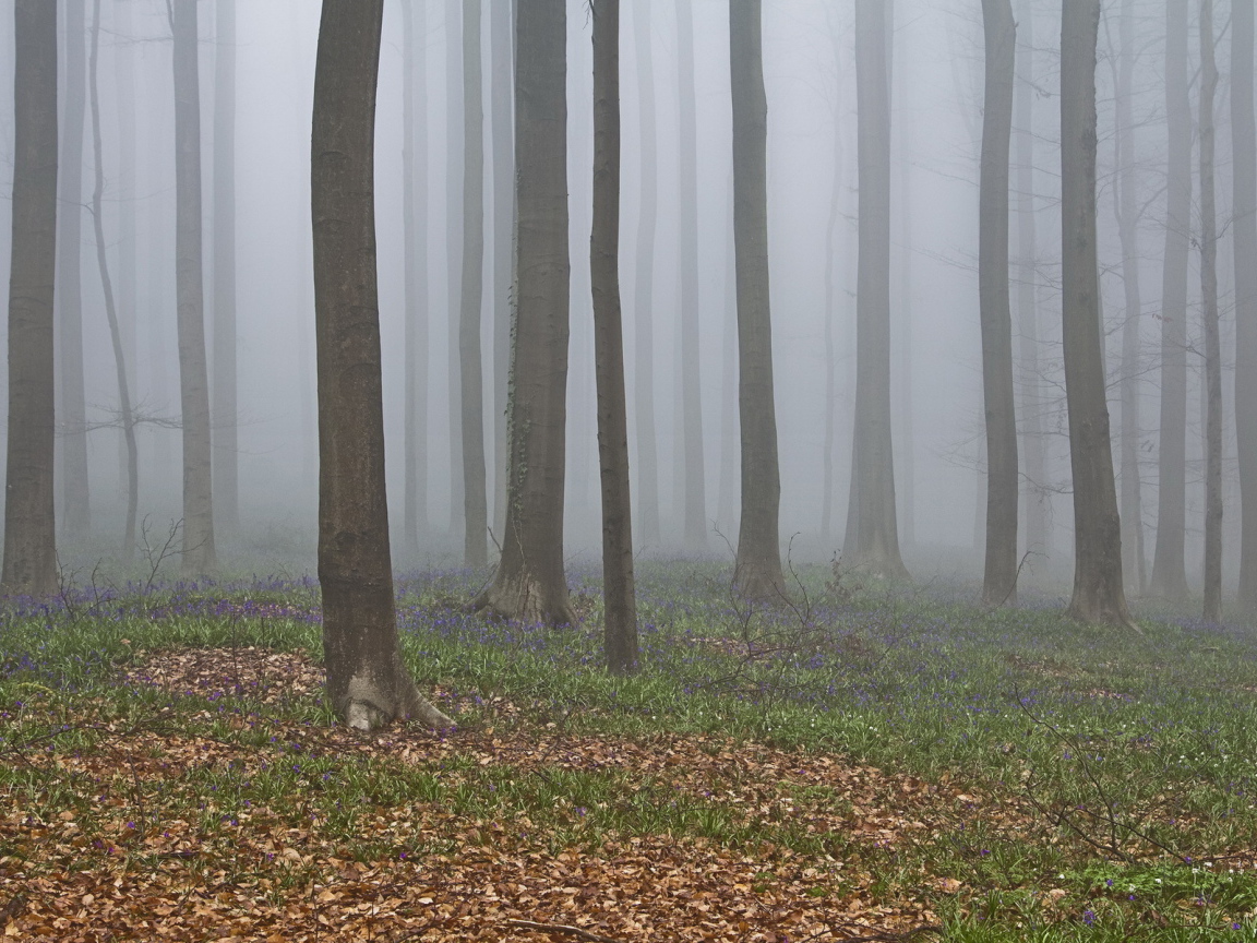 В лесу осенний туман