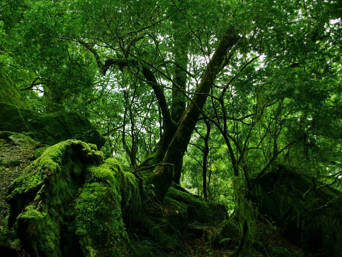 Лес на камнях