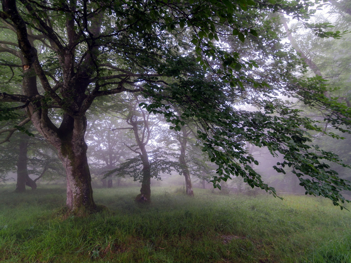 Туман в саду