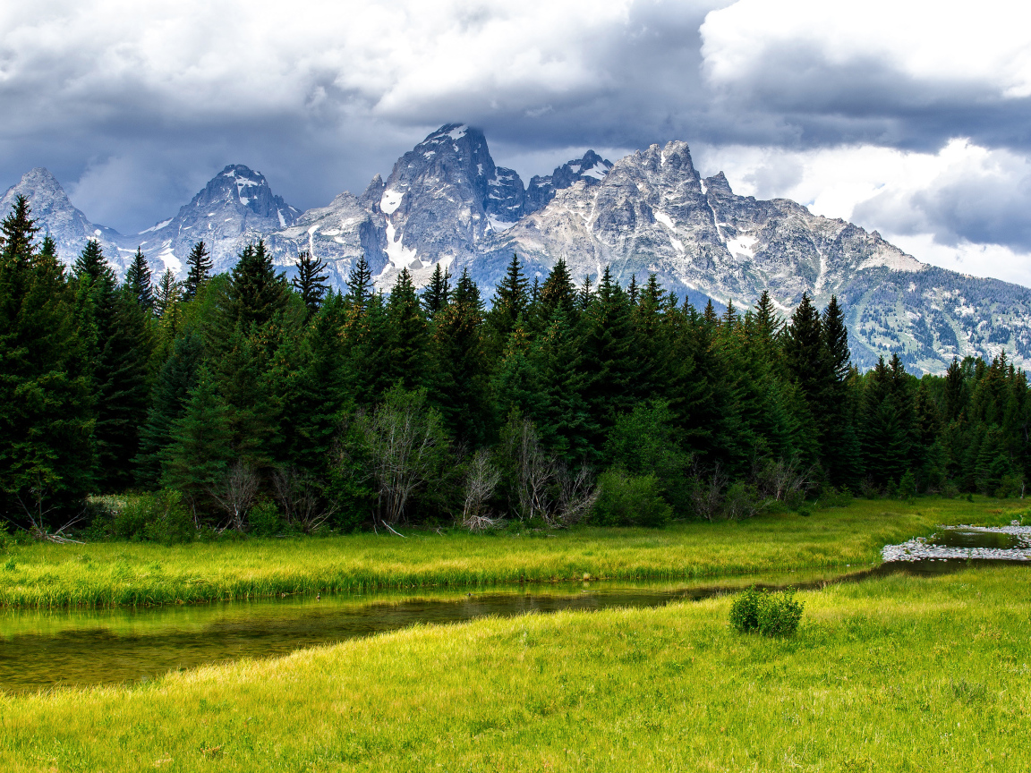 Зелёные деревья на фоне гор