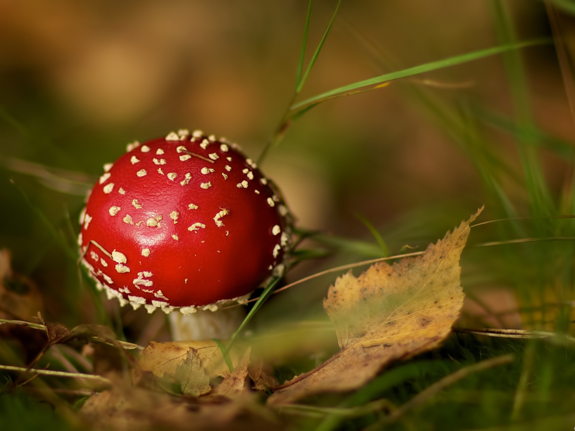 Мухомор среди травы