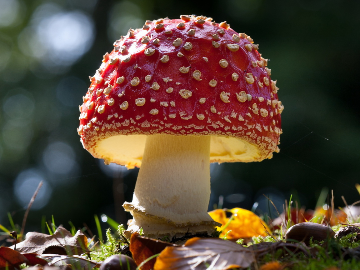 Красивый гриб мухомор