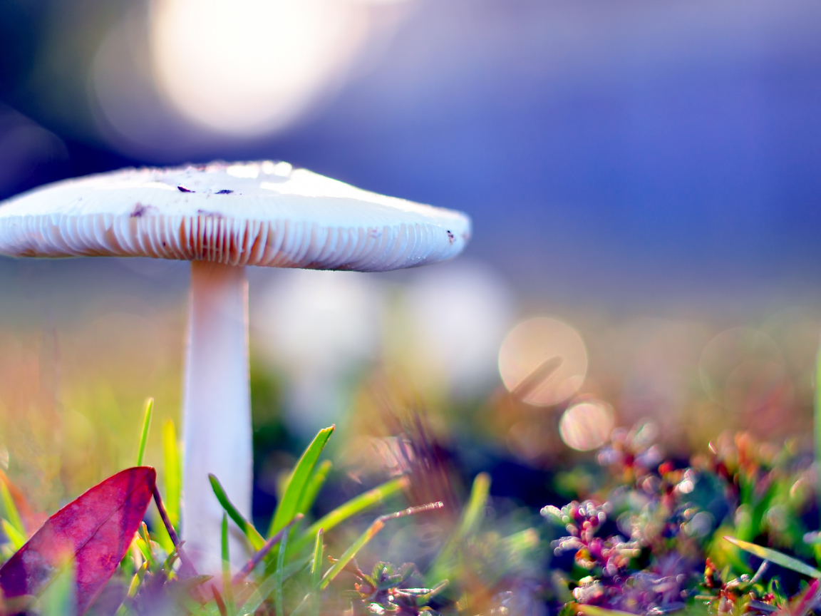 Бледная поганка опасный гриб