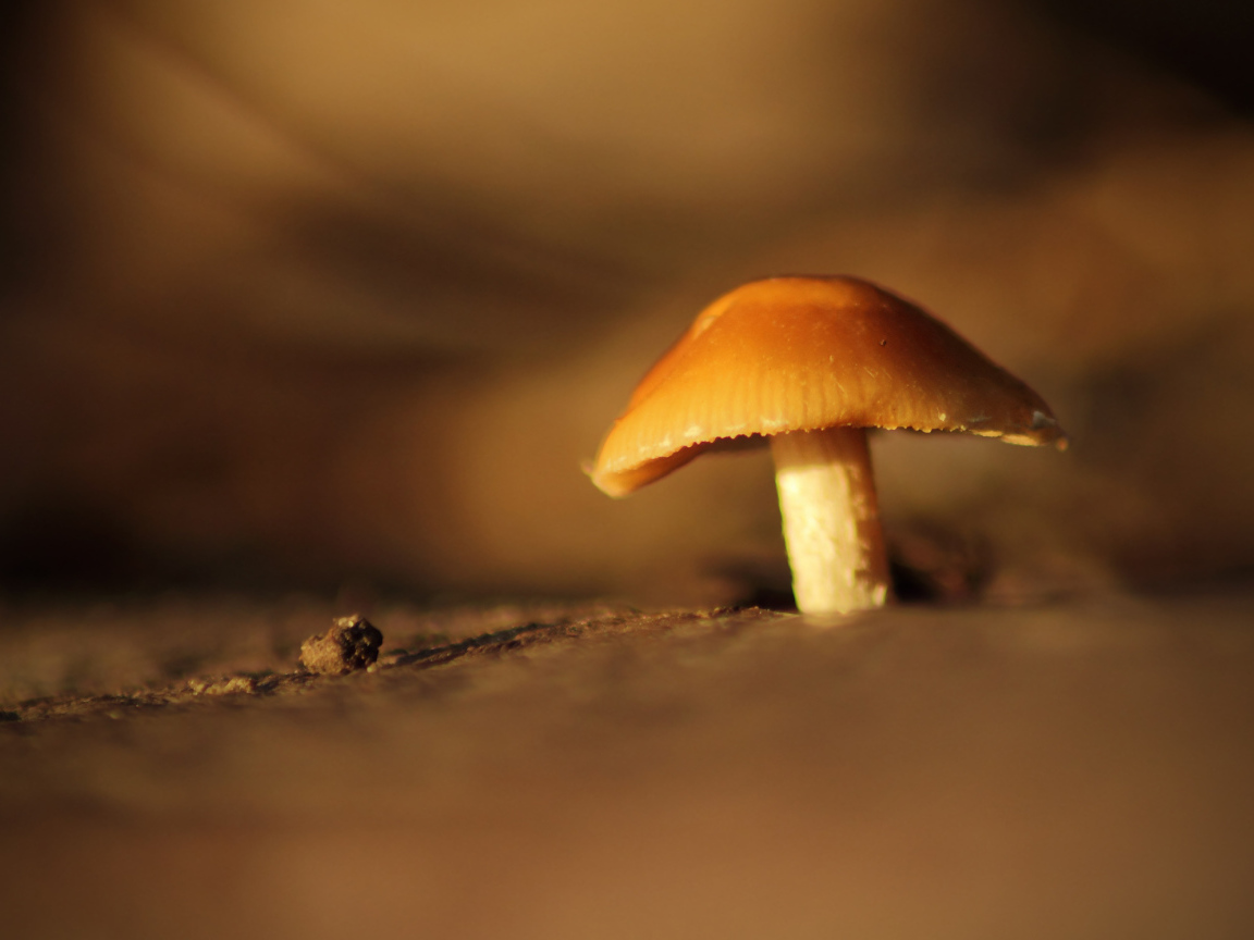 Гриб под увеличением