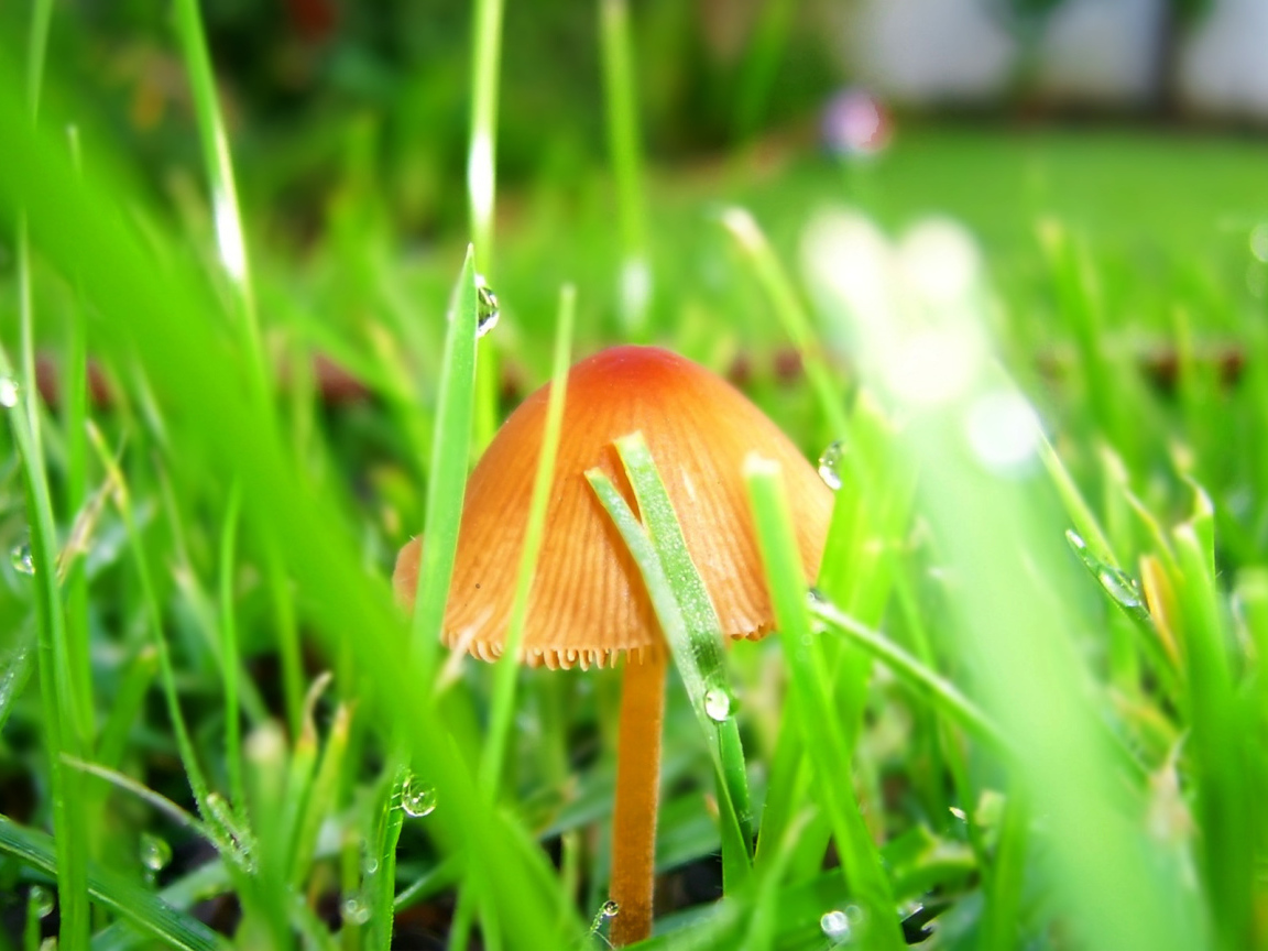 Гриб после дождя