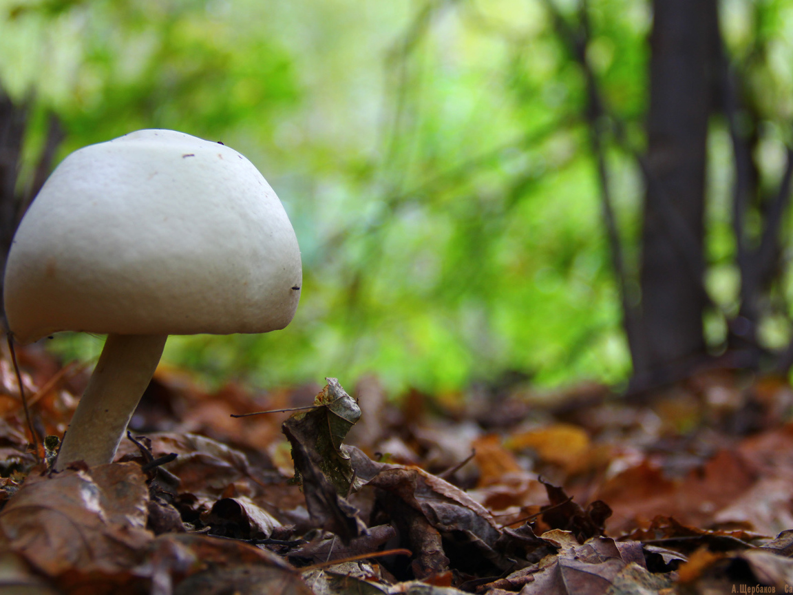 Белый гриб в лесу