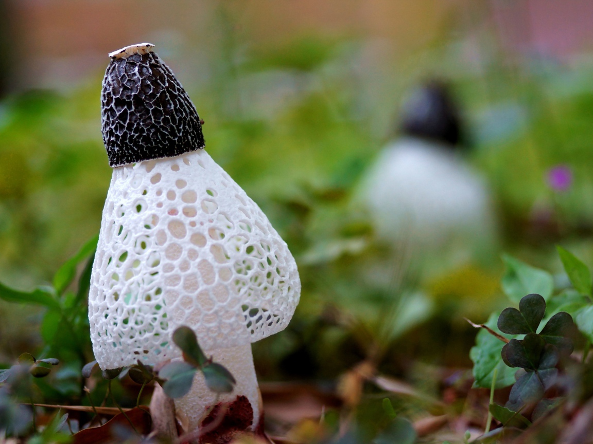 Сетчатые грибы