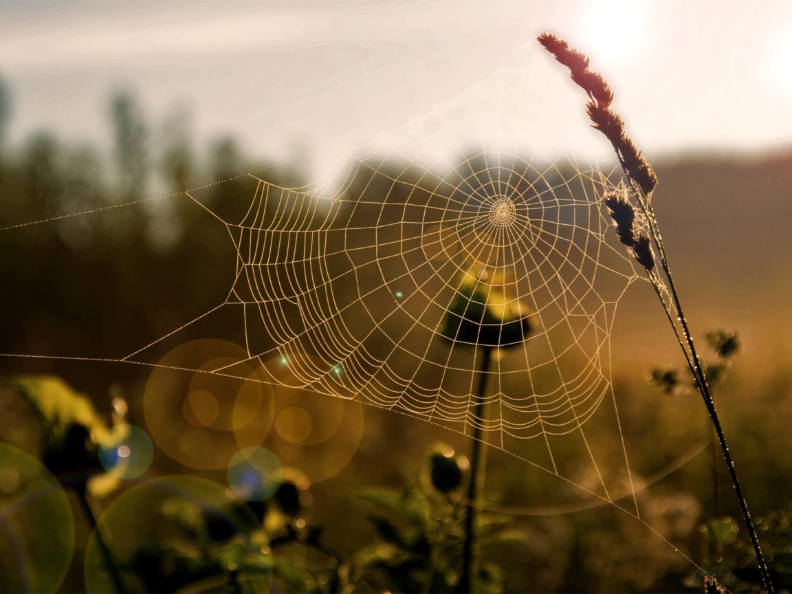 Паутина на траве