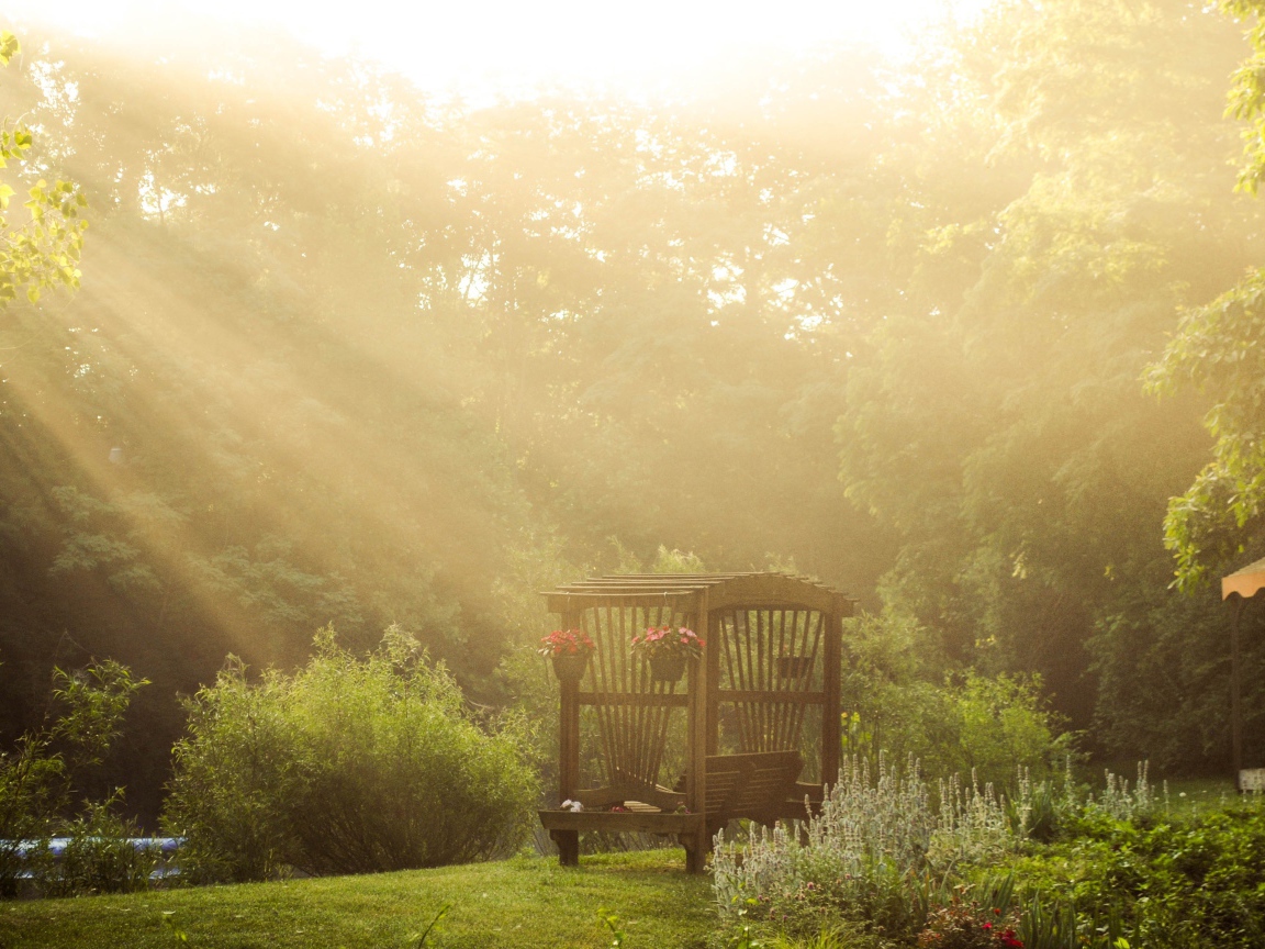Лучи солнца через деревья