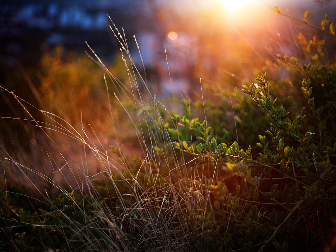 Луч солнца на траве