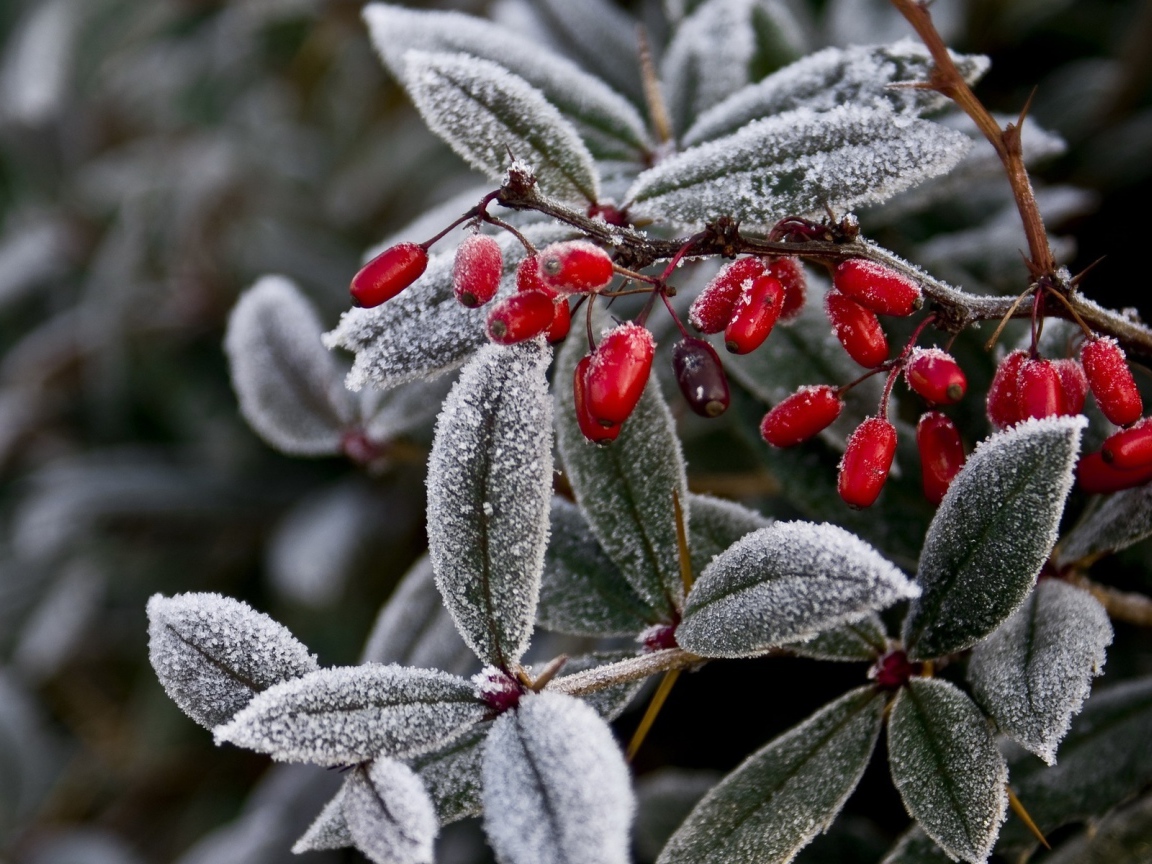 Иней на ягодах