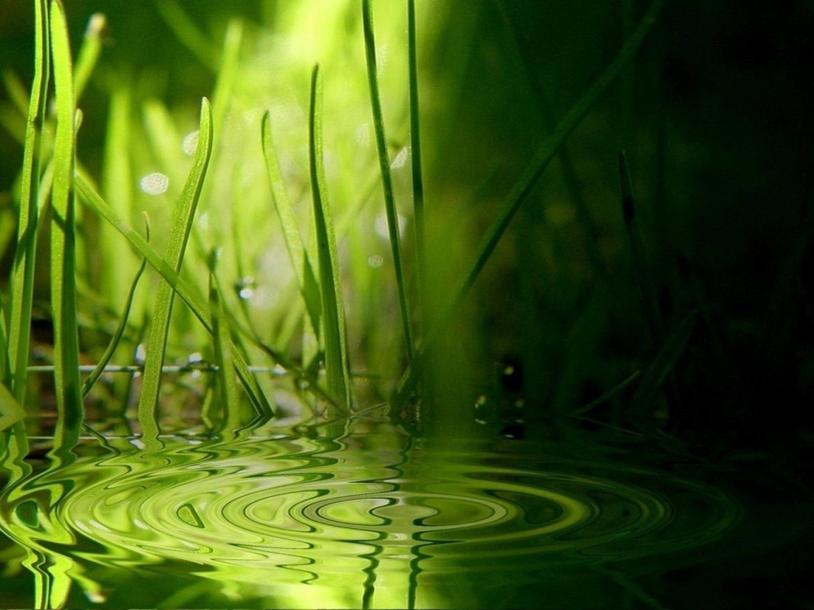 Зеленая трава на воде