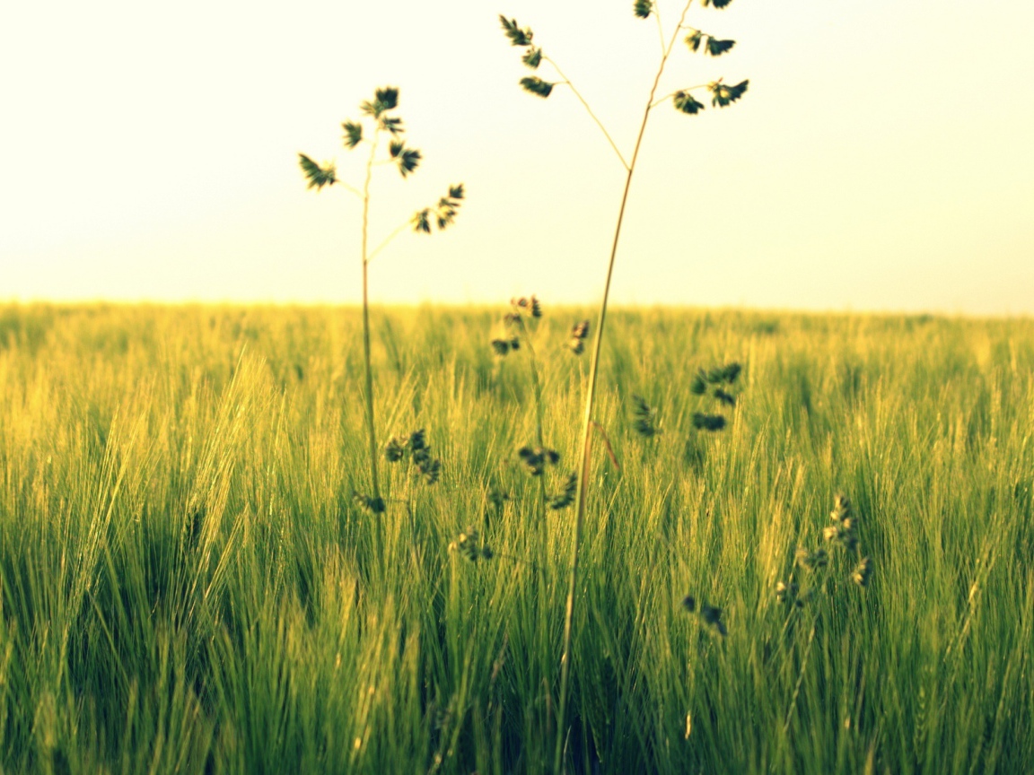 Растения в поле