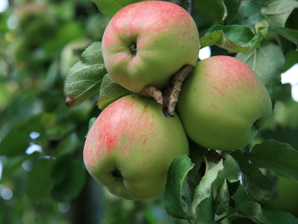 Спелые яблоки на ветке