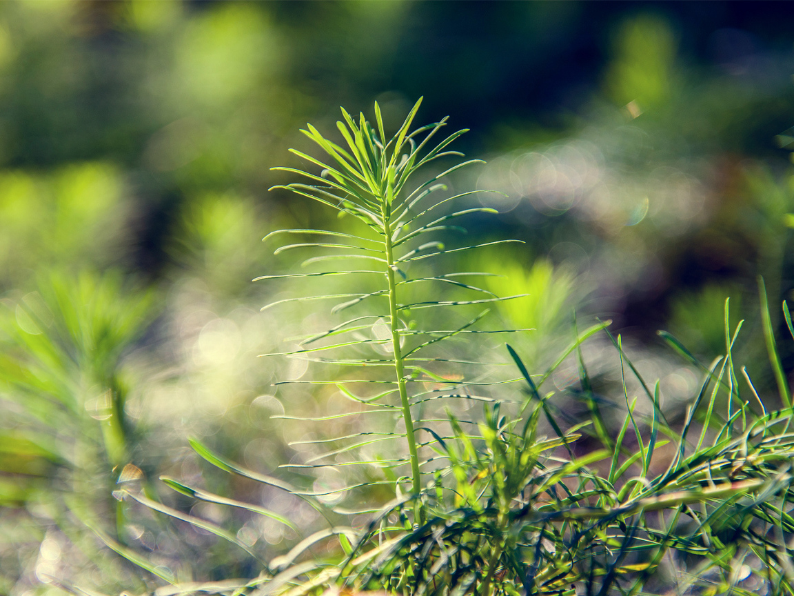 Росток тянется к солнцу
