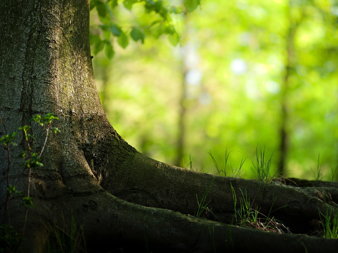 Корни большого дерева