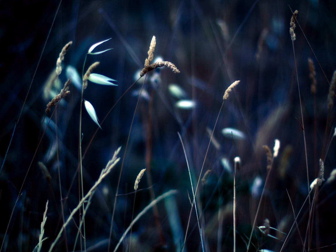 Колоски на траве