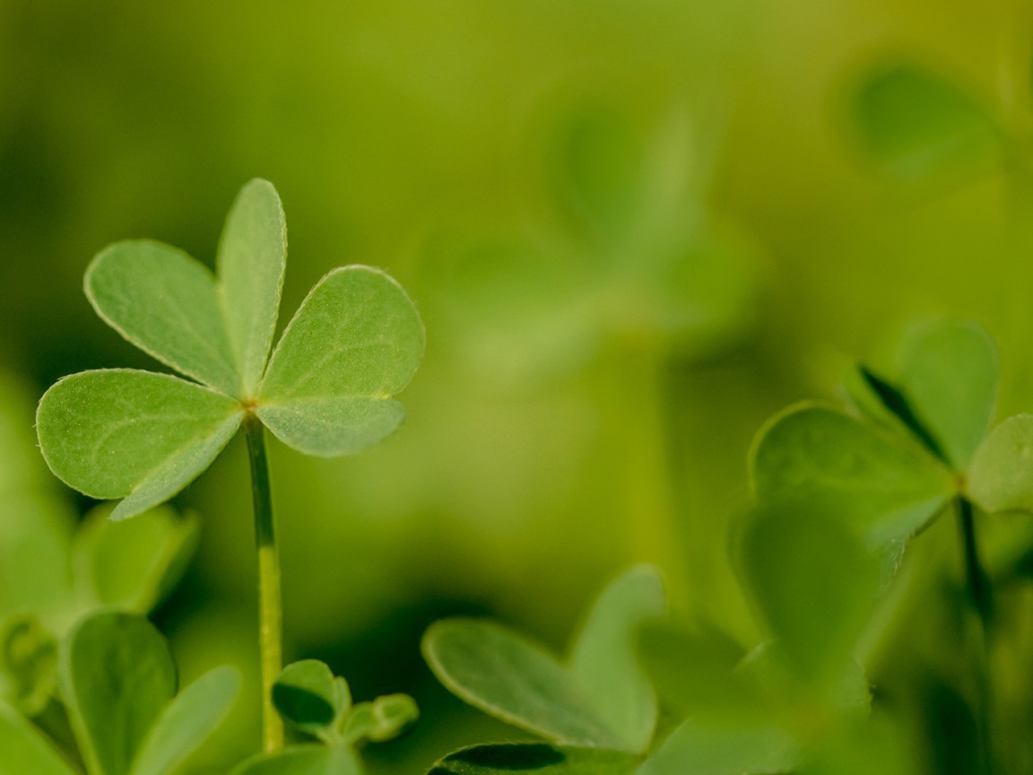 Молодой зеленый листик