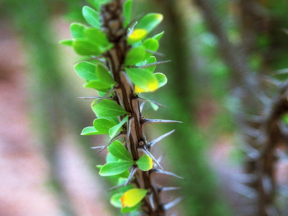 Ветка растения с шипами