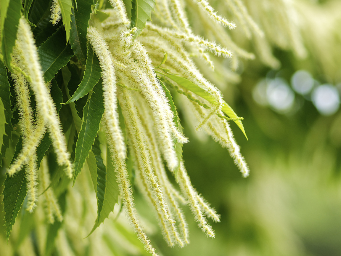 Листья и цветы дерева