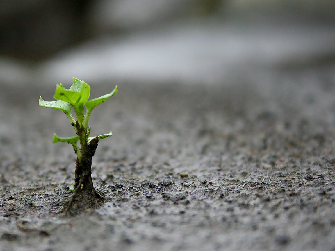 Маленький зеленый росток