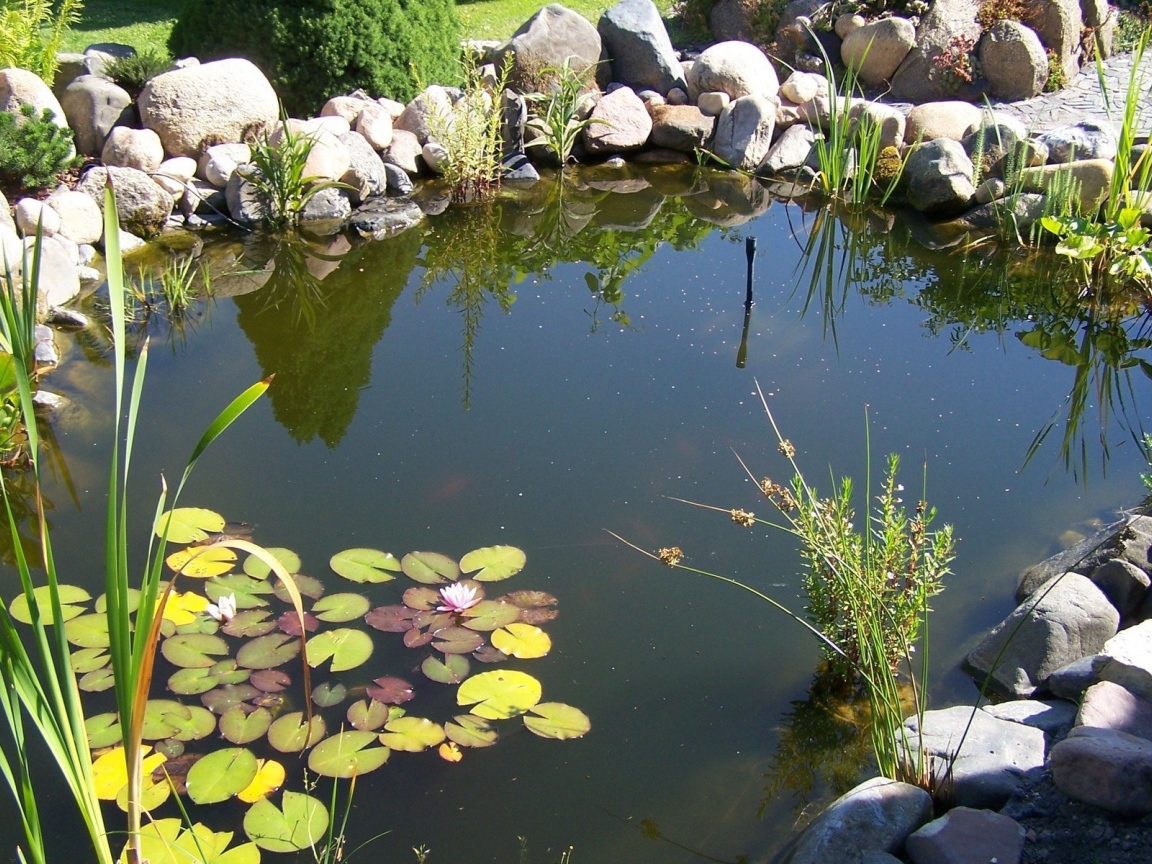 Пруд в саду