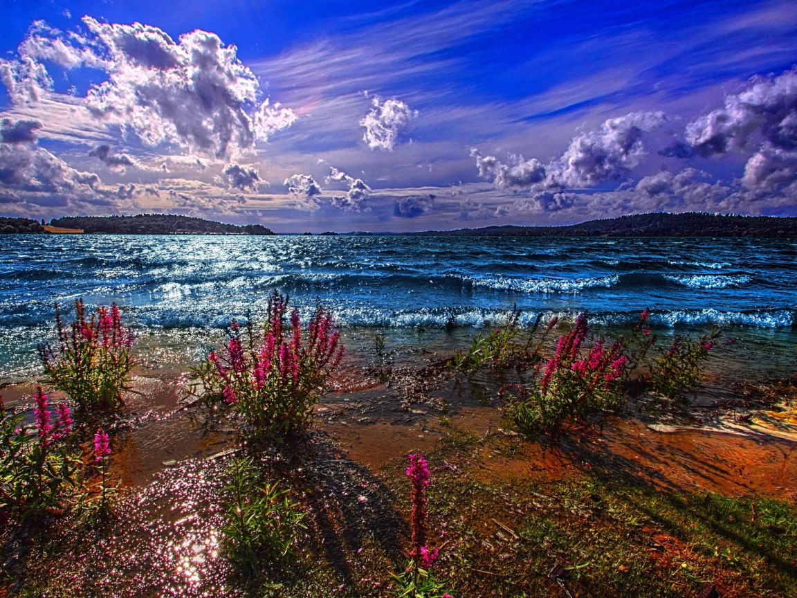 Красные цветы на берегу озера